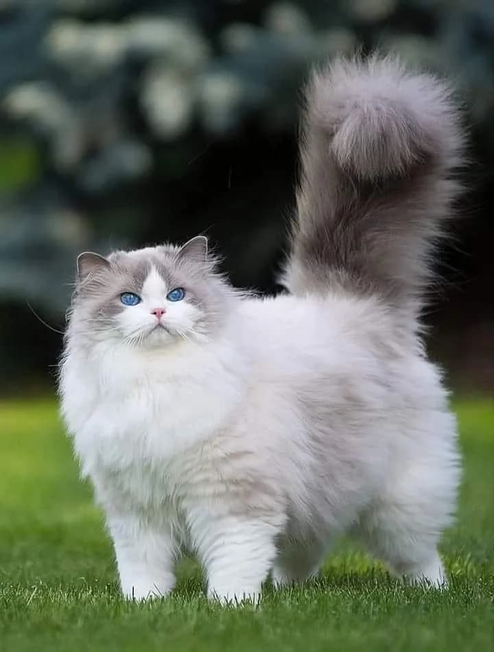White and gray rescue cat