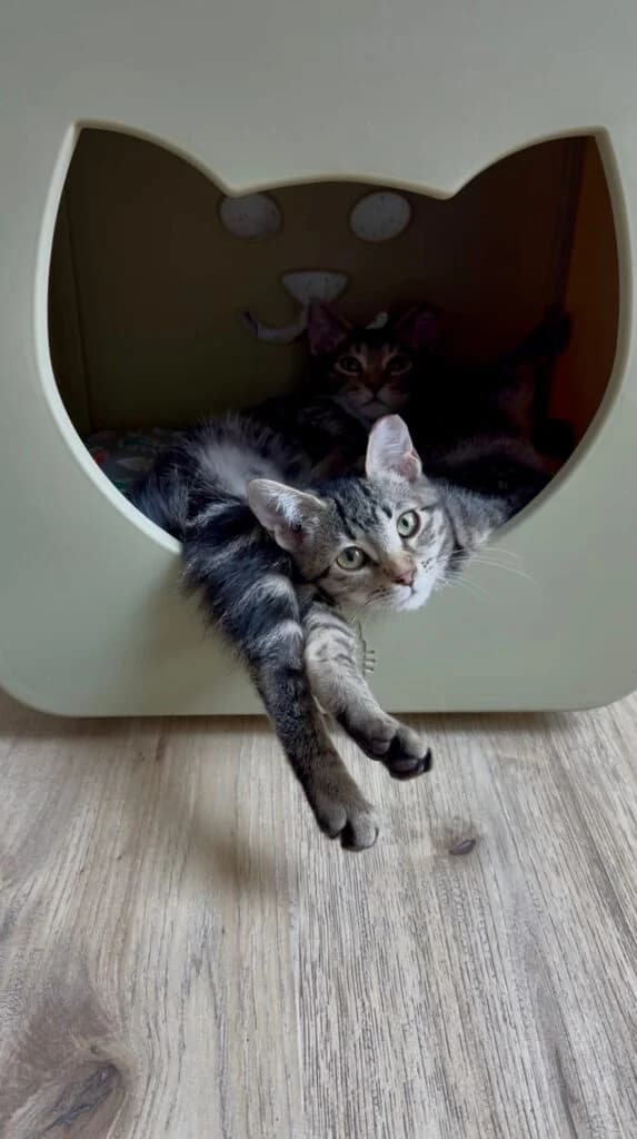 Daily drop in cat image